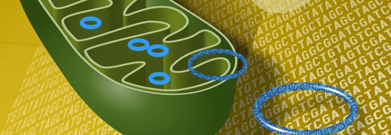 Graphic illustration of a mitochondrion in cross section along with it's circular DNA